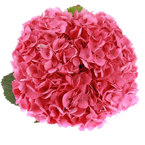 Hortensie rosa Rodeo Bol 16cm 80cm