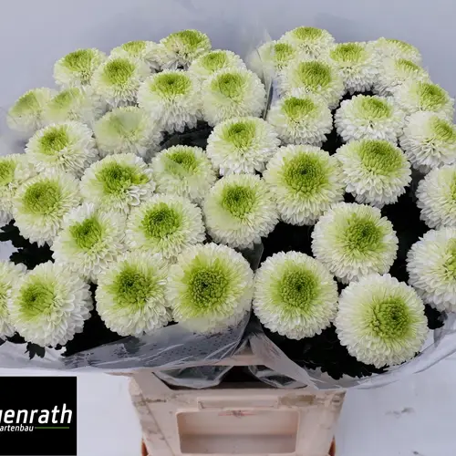 Chrys.Deko weiss-hell grün Alibaba 80 Gramm 80cm DE