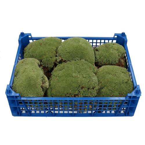 Trocken Moos Kugel grün