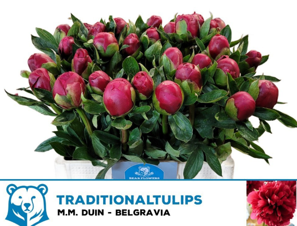 Pfingstrose rot Belgravia 60cm