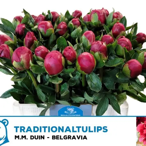 Pfingstrose rot Belgravia 60cm