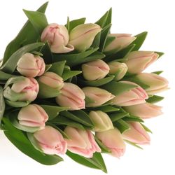 Tulpe rosa Dynasty Trilfor 32 Gramm