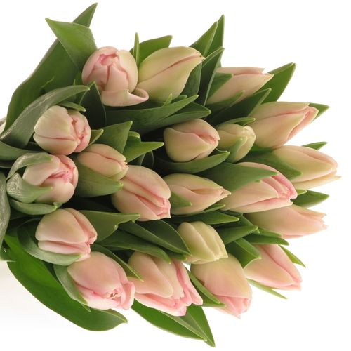 Tulpe rosa Dynasty Trilfor 32 Gramm