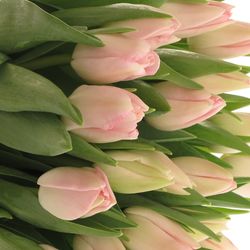 Tulpe rosa Dynasty Trilfor 32 Gramm