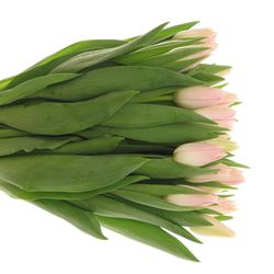 Tulpe rosa Dynasty Trilfor 32 Gramm