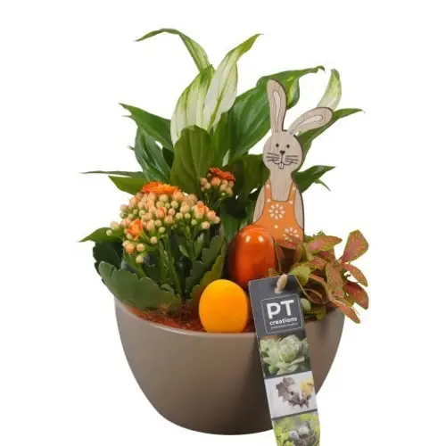 Spath.Arr PTPB6527 Ostern T16 H027