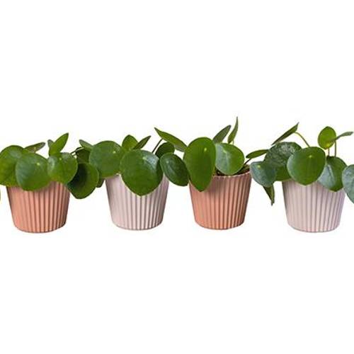 Pilea Peperomoides Keramik I65930 T06 H015