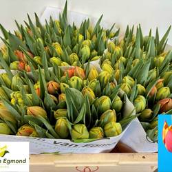 Tulpe orange/rot doppel Crossfire 34 Gramm