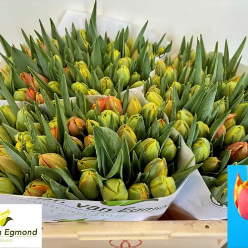 Tulpe orange/rot doppel Crossfire 34 Gramm