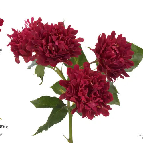 Rose verzweigt weinrot Hashtags Famous 50cm