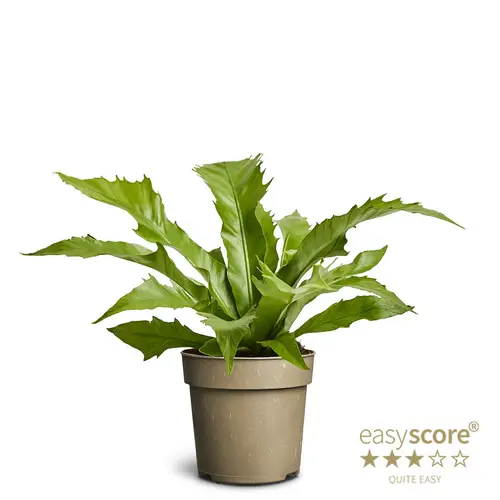 Asplenium Nidus Dakila T11 H025