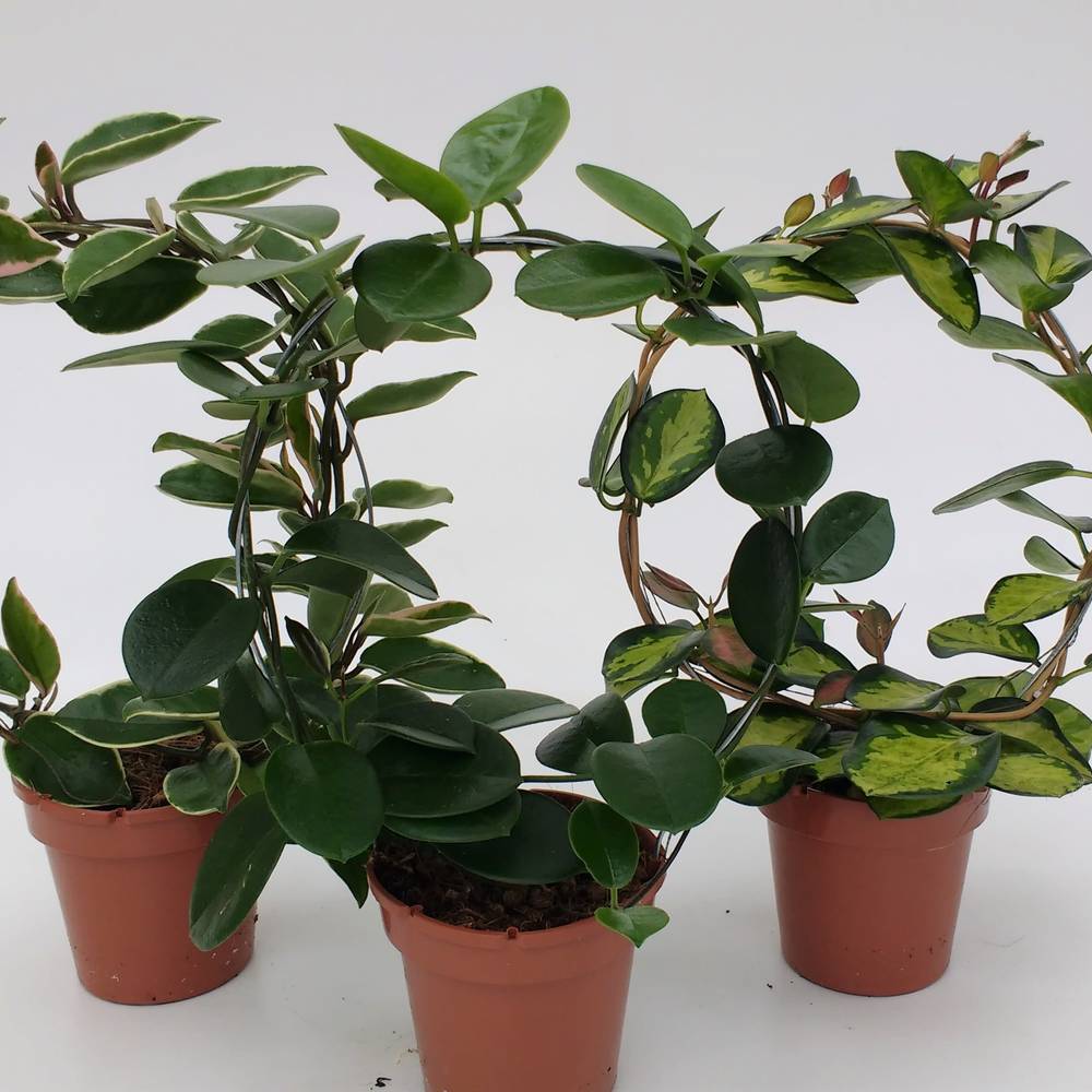 Hoya Bogen mix T12 H45