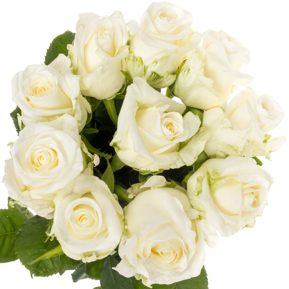 Rose weiss Noelia 40cm