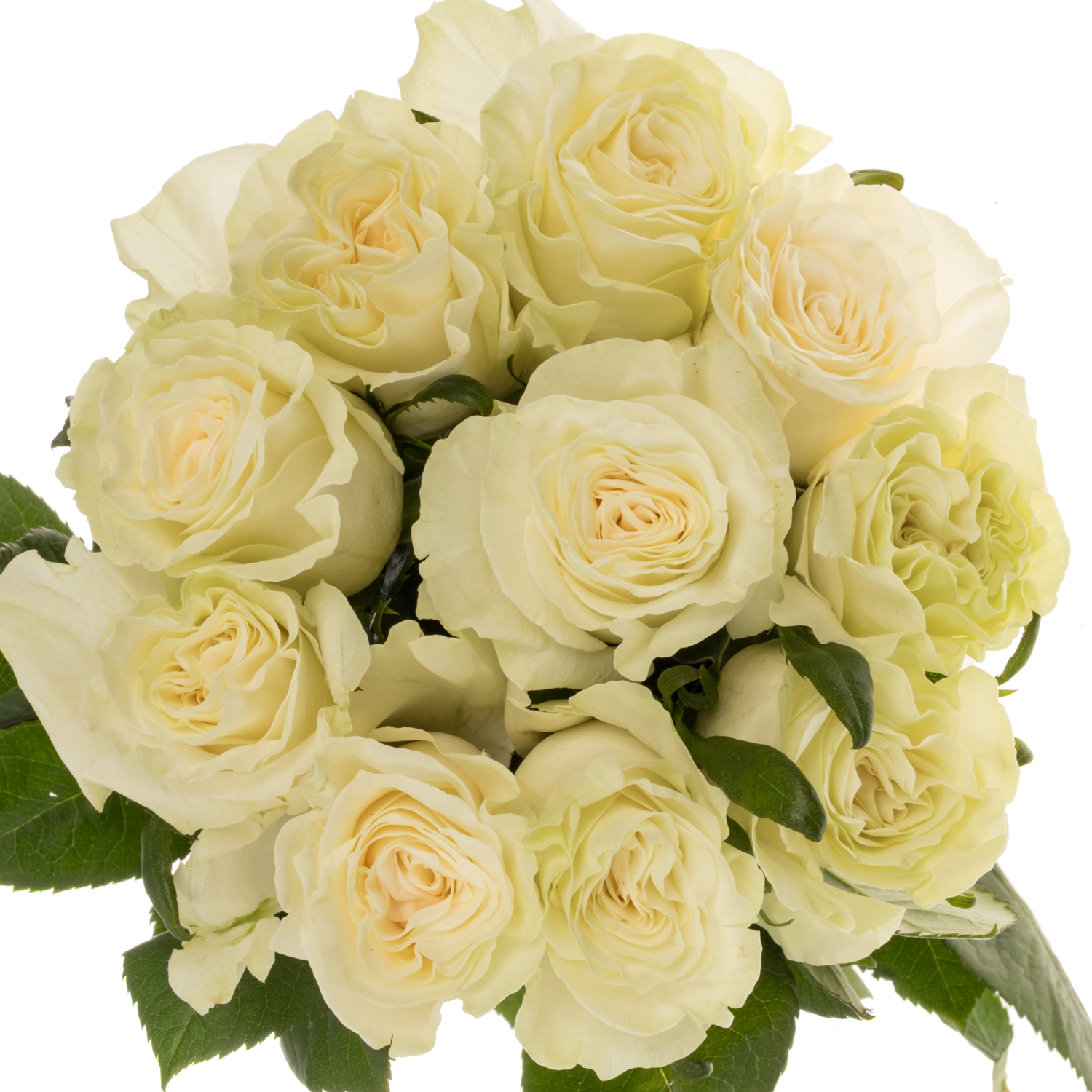 Rose creme Mondial Import 60cm