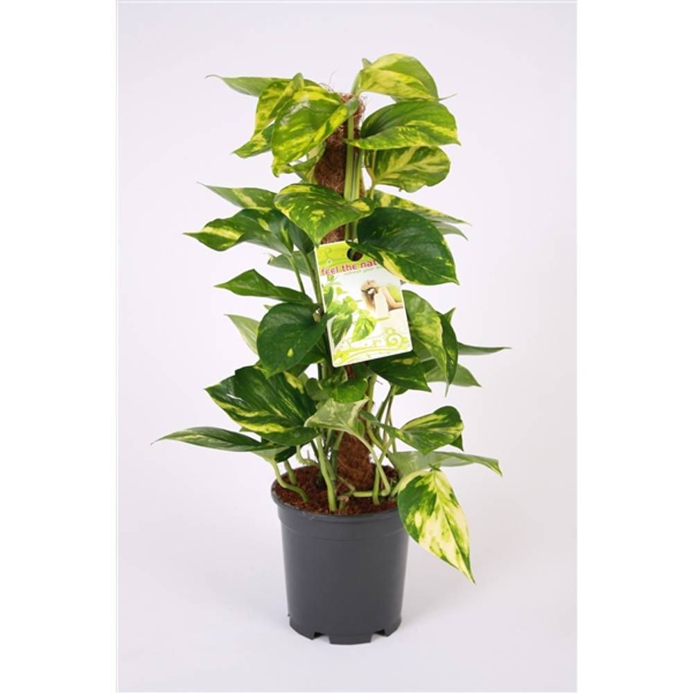 Scindapsus Moostab15 H50