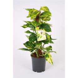Scindapsus Moostab15 H50