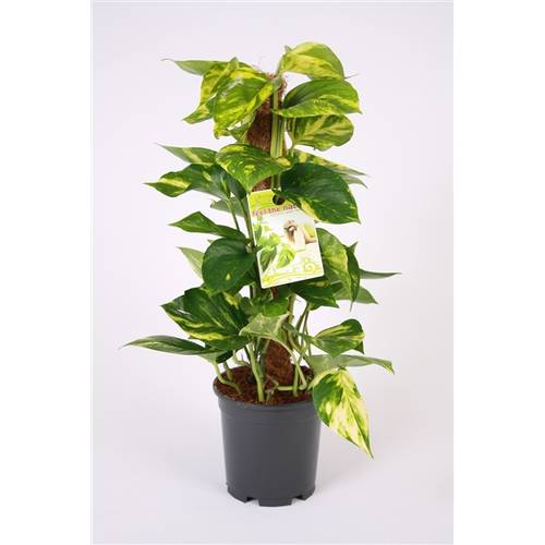 Scindapsus Moostab15 H50