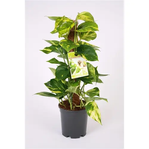Scindapsus Moostab15 H50