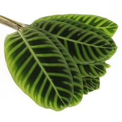 Calathea Zebrena grün 60cm