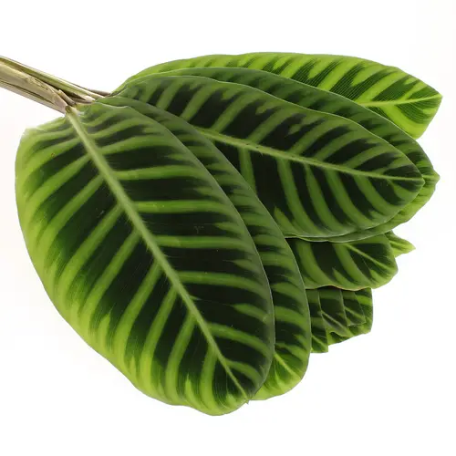 Calathea Zebrena grün 60cm