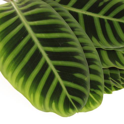 Calathea Zebrena grün 60cm