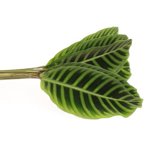 Calathea Zebrena grün 60cm