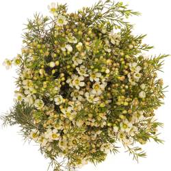 Wachsflower creme/weiss Ivory Pearl 90 Gramm 80cm