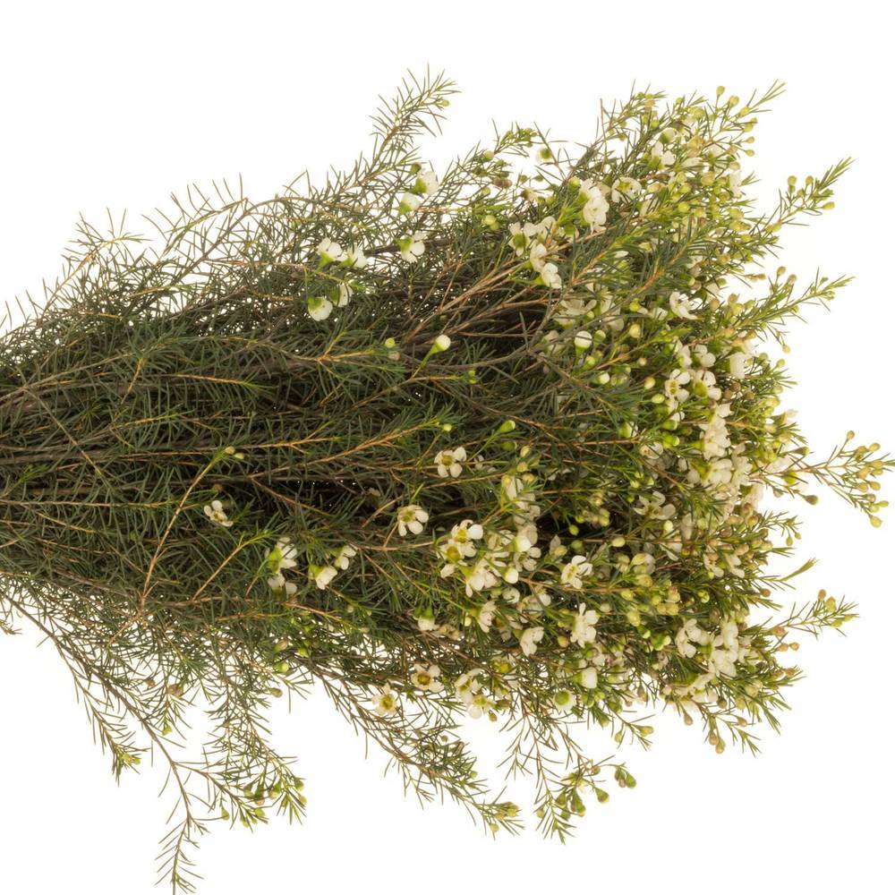 Wachsflower creme/weiss Ivory Pearl 90 Gramm 80cm