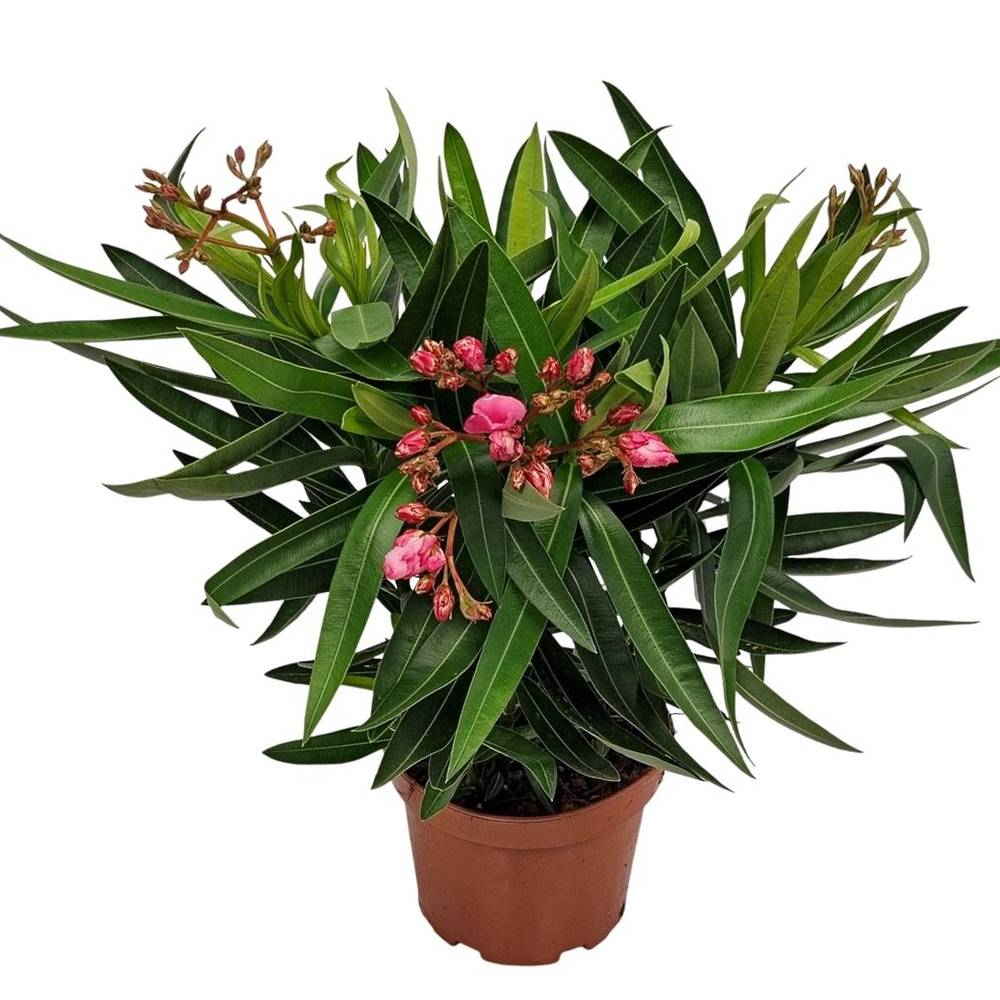 Nerium rosa Oleander T19 H055