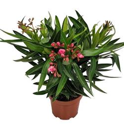 Nerium rosa Oleander T19 H055