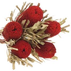 Banksia rot Speciosa gefärbt 40cm