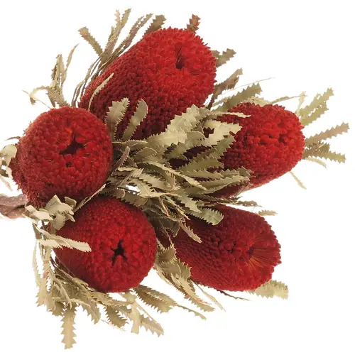 Banksia rot Speciosa gefärbt 40cm
