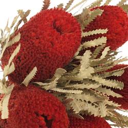 Banksia rot Speciosa gefärbt 40cm