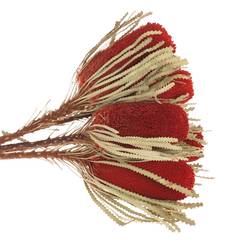 Banksia rot Speciosa gefärbt 40cm