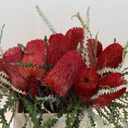 Banksia rot Speciosa gefärbt 40cm