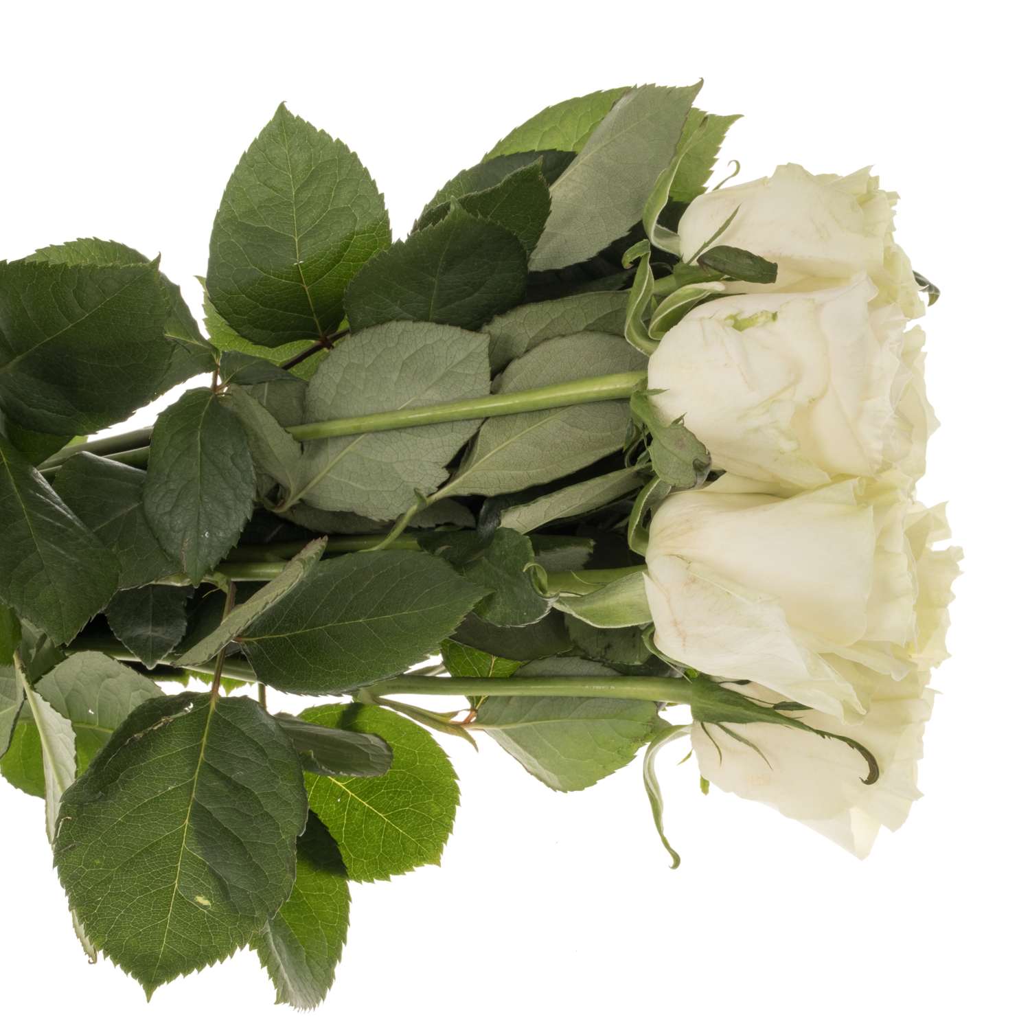 Rose creme Mondial Import 50cm