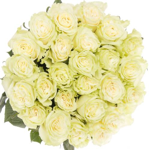 Rose creme Mondial Import 50cm