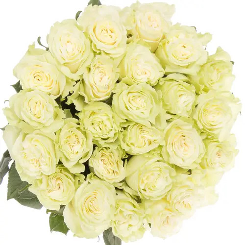 Rose creme Mondial Import 50cm