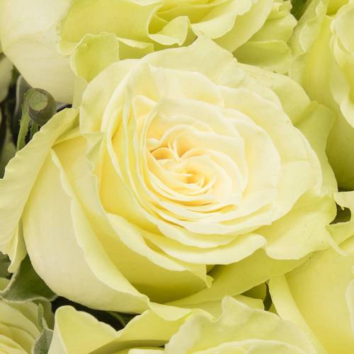 Rose creme Mondial Import 50cm