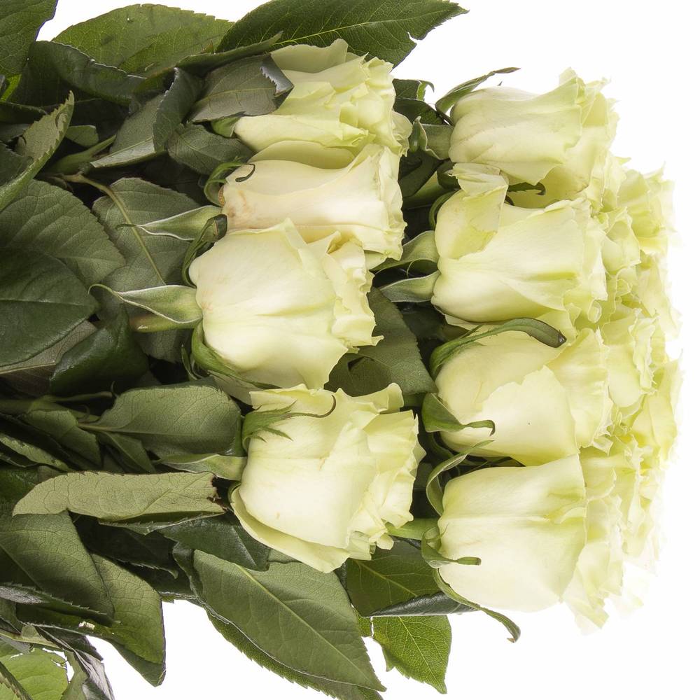 Rose creme Mondial Import 50cm