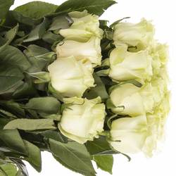 Rose creme Mondial Import 50cm