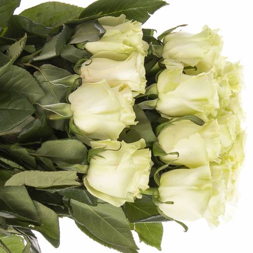 Rose creme Mondial Import 50cm