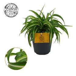 Chlorophytum Comosum Bonnie T12 H020