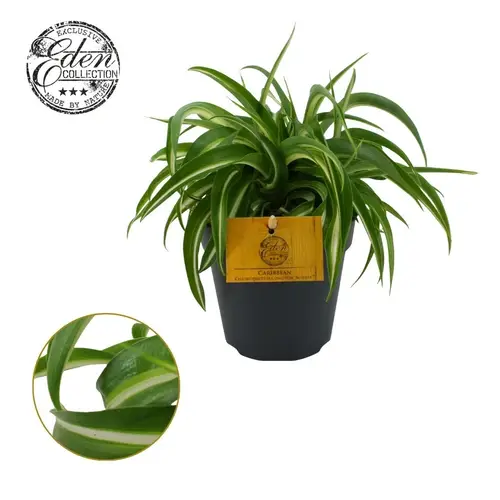 Chlorophytum Comosum Bonnie T12 H020