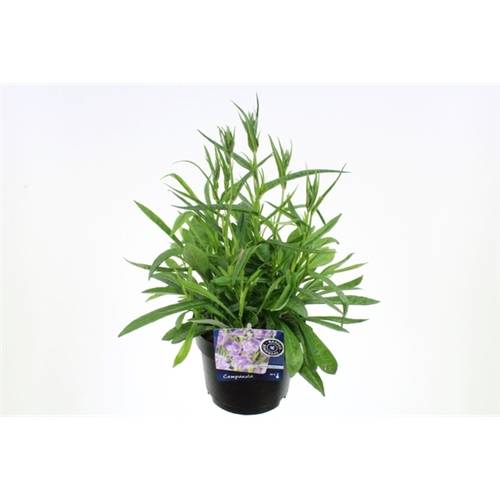 Campanula Pers.Takion blau T17 H40