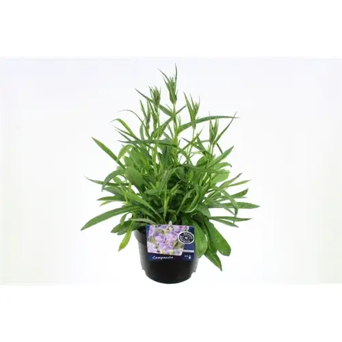 Campanula Pers.Takion blau T17 H40