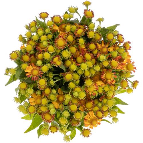 Helenium dunkel orange/gelb Fiesta 75cm