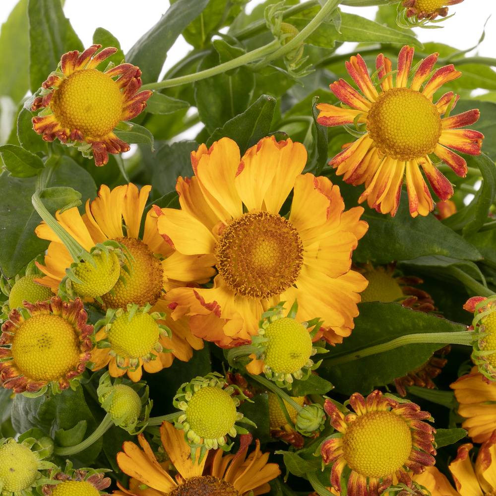 Helenium dunkel orange/gelb Fiesta 75cm