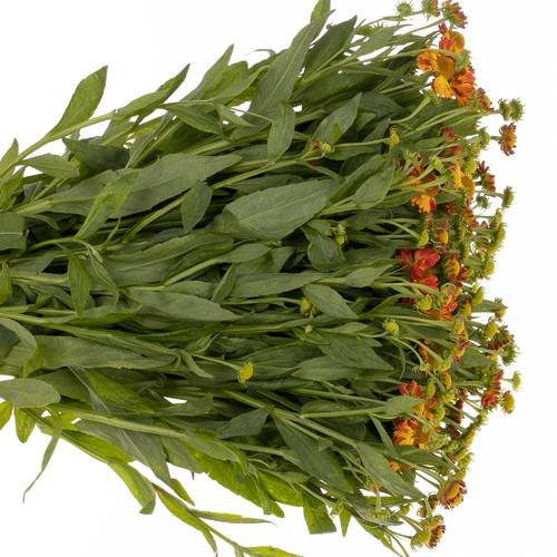 Helenium dunkel orange/gelb Fiesta 75cm