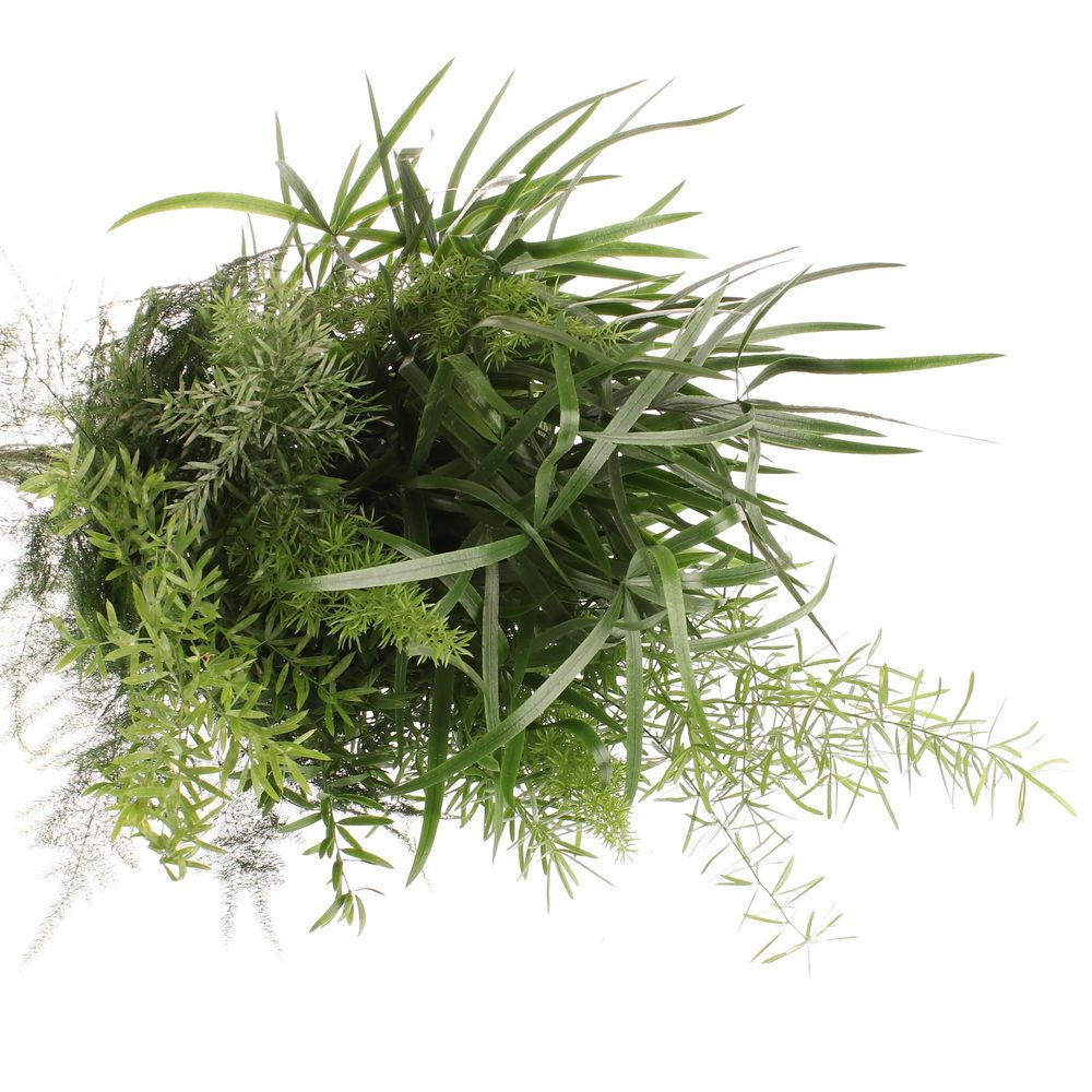 Asparagus mix 5 sorten 40cm